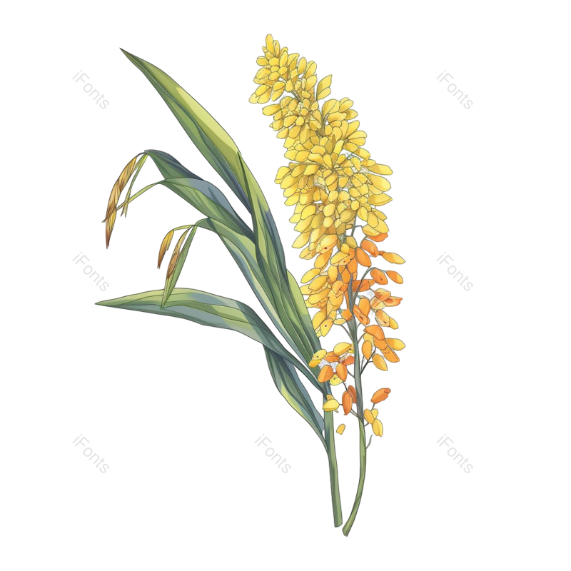 芒种图片,麦子元素,麦田PNG,麦穗免抠素材